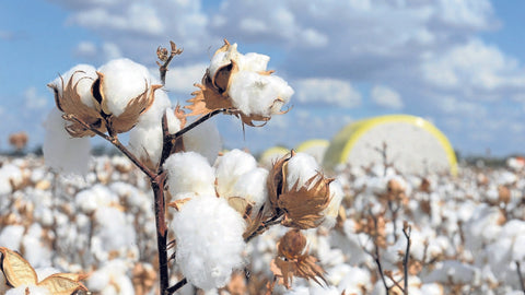 The Importance Of Sustainable Cotton On T-Shirts