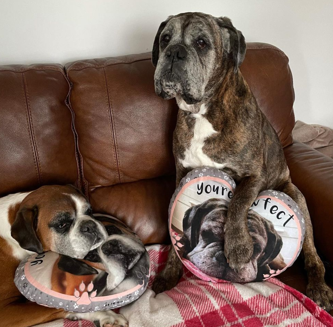 Photo Pet Cushion