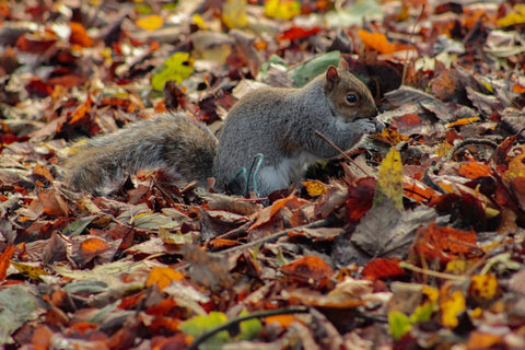  picture containing squirrel, mammal in autumn leaves