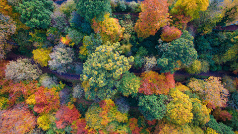 Top down view of trees changing colour to reds yellows and orange.