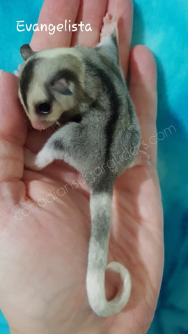 Ringtail Mosaic Sugar Glider Joey 