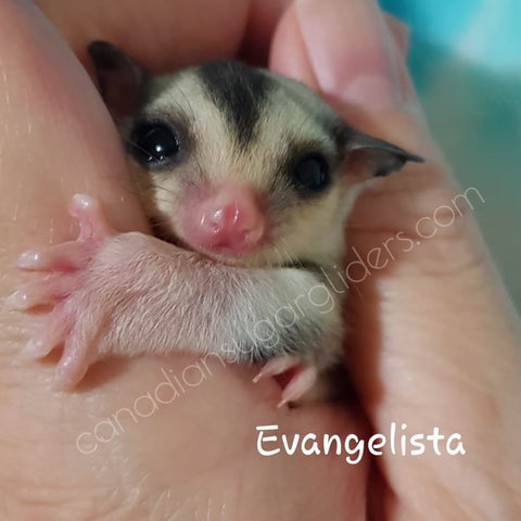 Ringtail Mosaic Sugar Glider Joey 