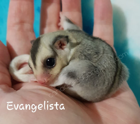 Ringtail Mosaic Sugar Glider Joey 