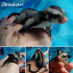 Black Face Black Beauty Sugar Glider Joey BFBB