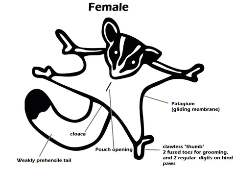 Anatomie du planeur de sucre femelle