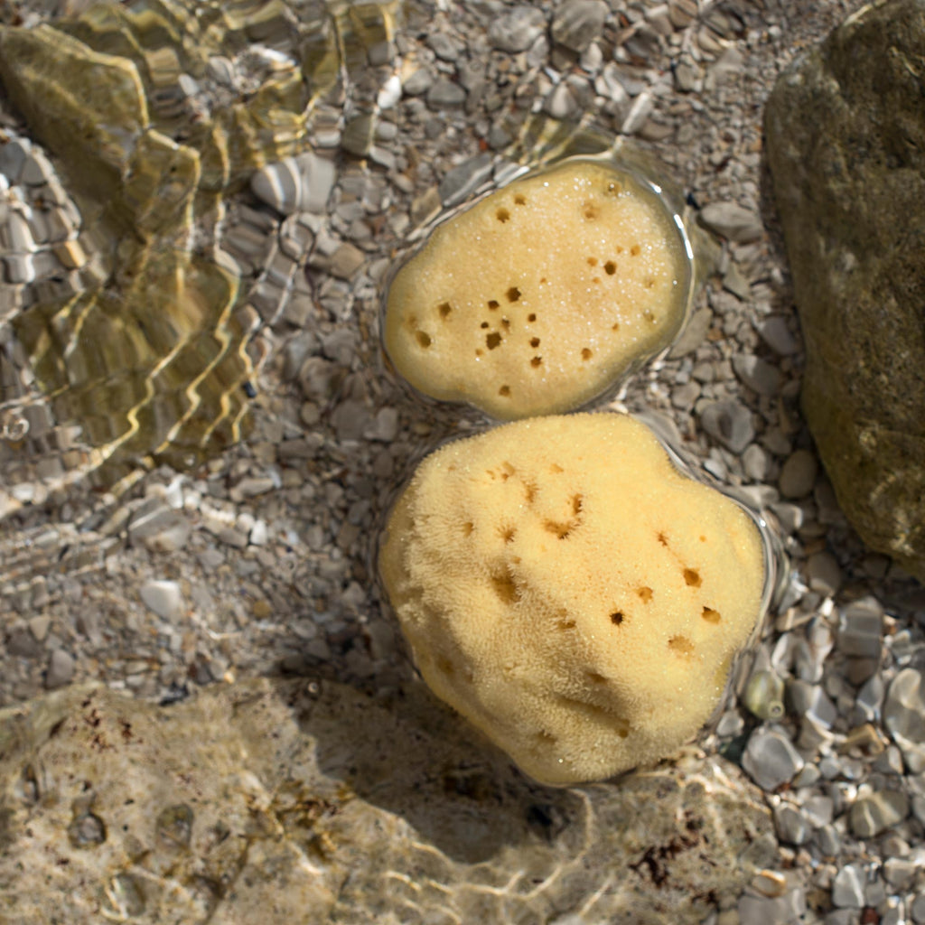 Individual Natural Sea Sponge – NALU KOA