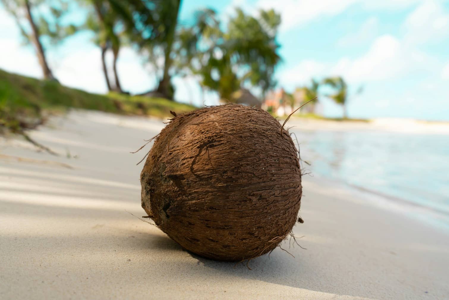 A coconut on a beach