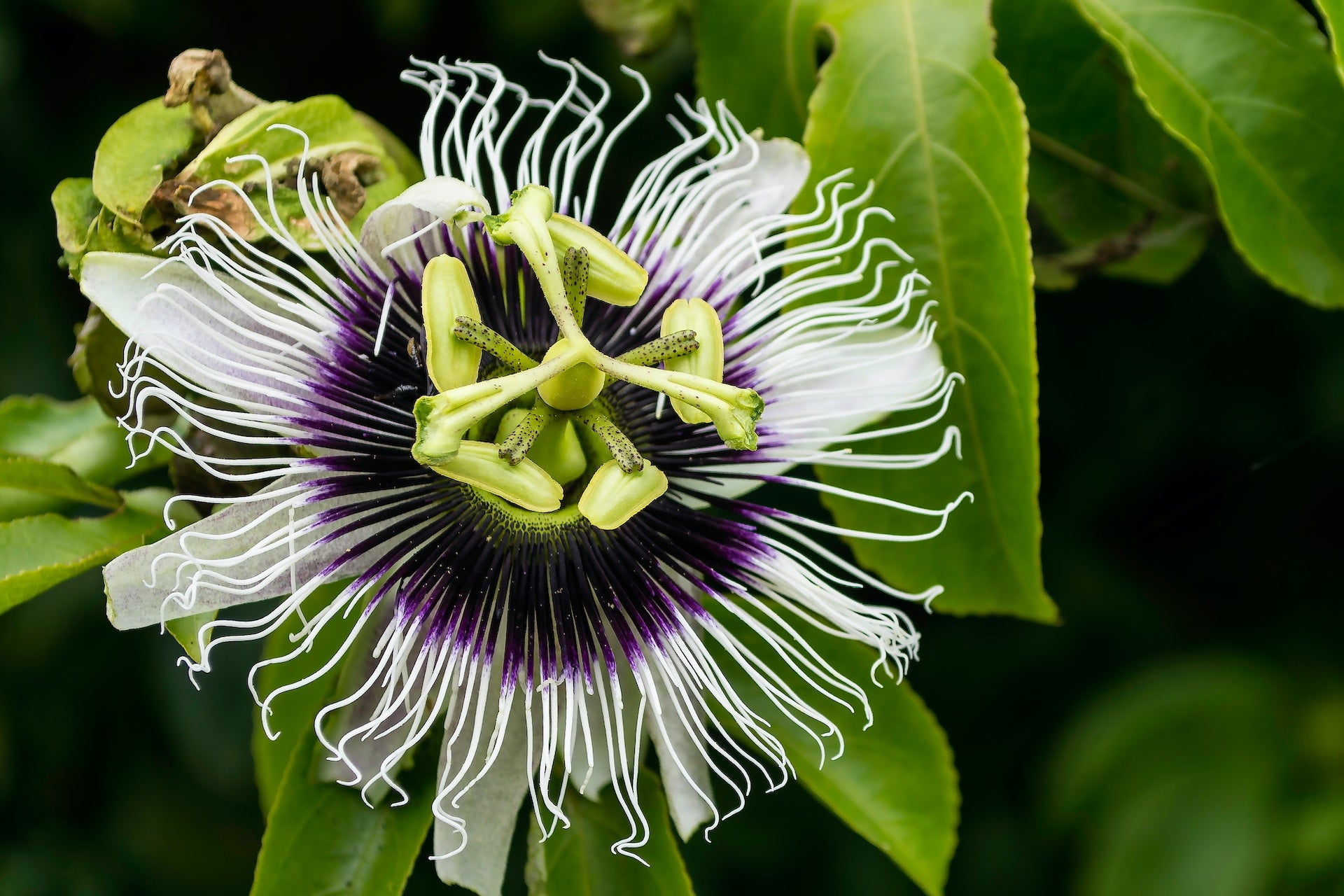 The maracuya passion fruit flower in bloom