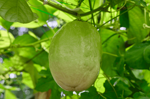 Giant granadilla fruit ready to be picked