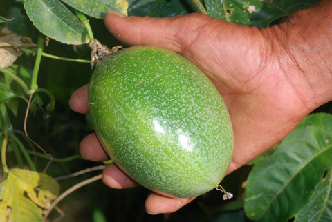 A giant passion fruit before it’s ripe