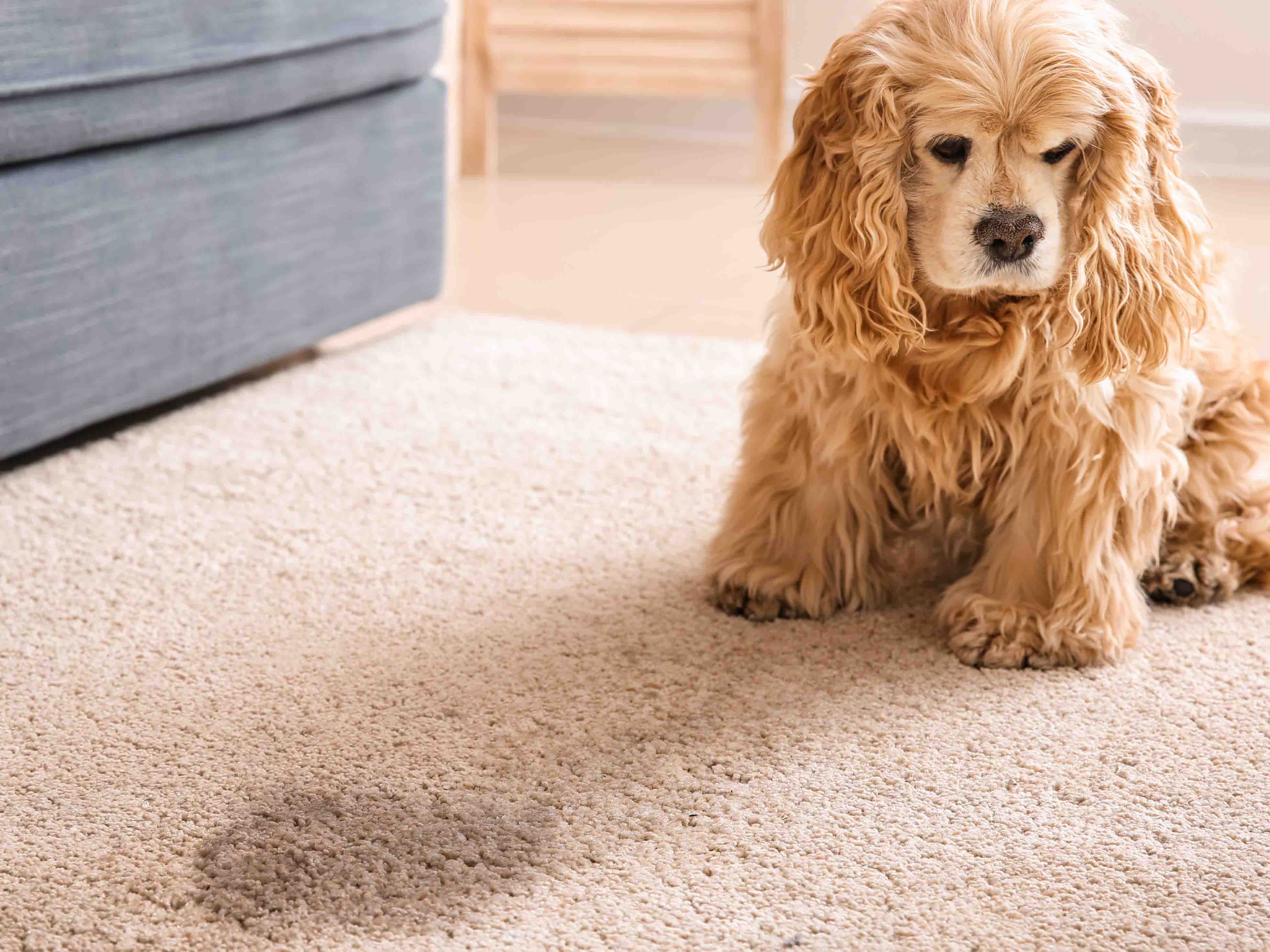 How to Prevent Your Dog From Peeing On Rugs Luxe Weavers