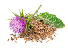 Milk Thistle Extract