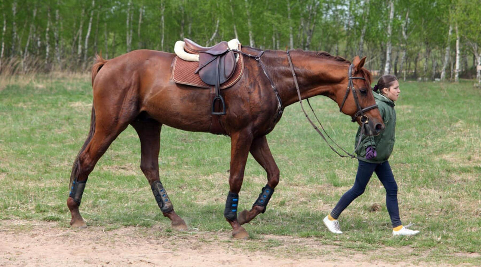 equine tack