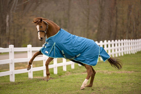 Chestnut horse rearing in a green pasture wearing an EcoRider blanket in teal.