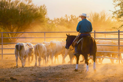 western horse saddles, cowboy herds cows during the golden hour