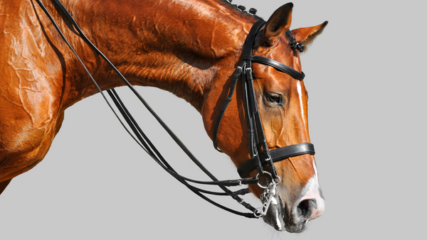 clean horse bridle