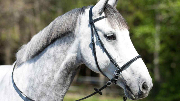 grey dressage horse wearing bitless bridle, positive reinforcement training