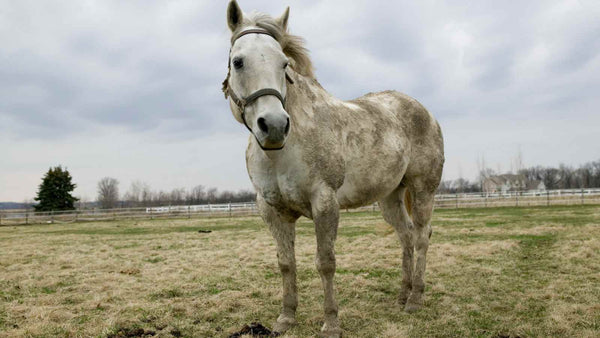 gray horse covered in mud, horse riding brushes, brushes for horses and their uses