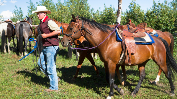 trail riding horse tack