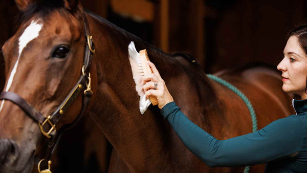 young woman grooming bay horse with horse riding brushes, brushes for horses and their uses