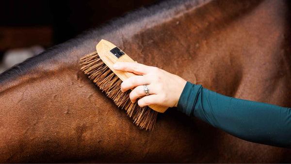 horse riding brushes, brushes for horses and their uses, bay horse being groomed