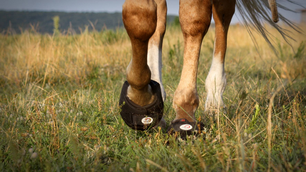 Palomino horse wearing Cavallo horse hoof boots walking through green field.