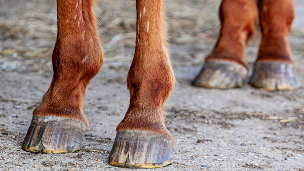 Chestnut horse with shallow horse hoof cracks