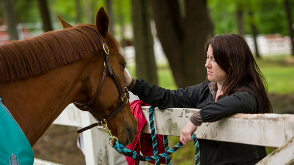 horse blankets