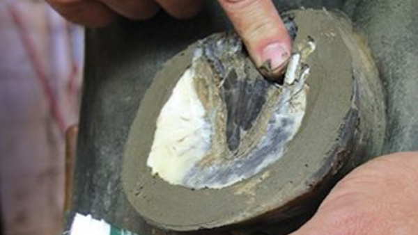 hands apply antimicrobial clay to horse hoof infected with white line disease