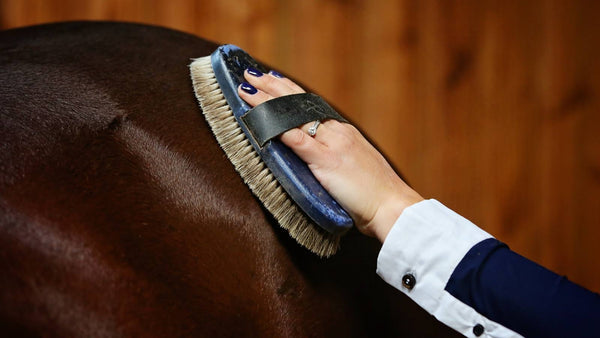 woman's hand brushing a bay horse, getting them ready for a horse show using horse show accessories