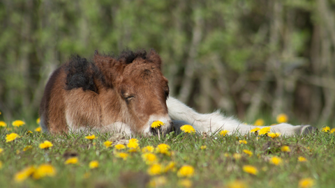 baby horse sleeping in field with yellow flowers, horse calming supplement