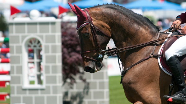 close up of bay horse's face at a horse show, wearing horse show accessories