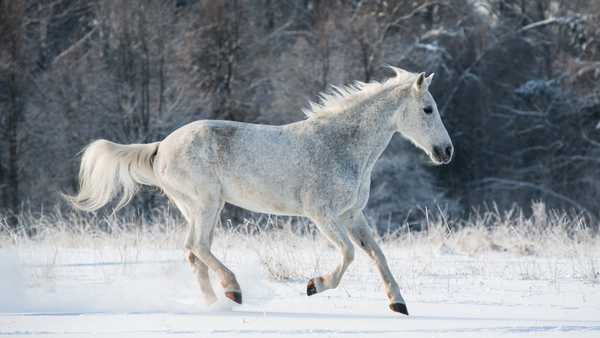 wild horses in the cold