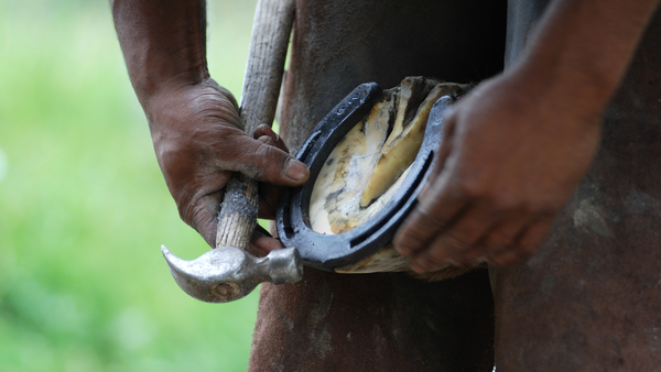 shod trail horse