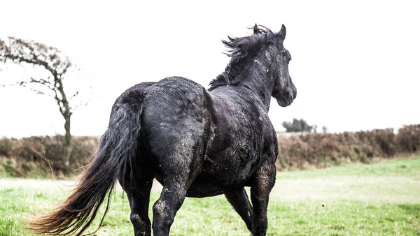 muddy black horse, grooming kits for horses