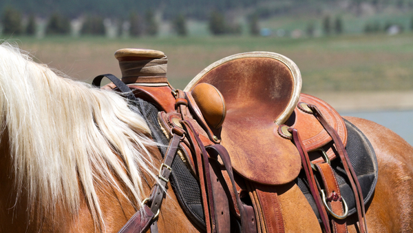 basic western horse tack