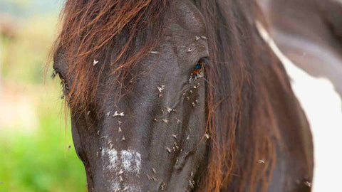 fly prevention for horses, fly control for horses