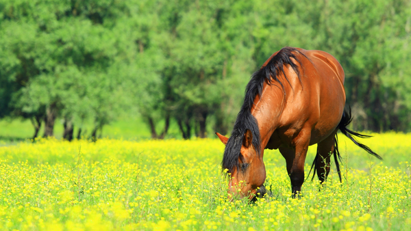 fly boots for hoof protection, bay horse grazing in green meadow