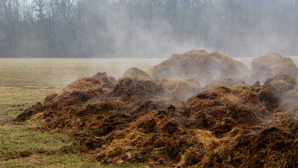 manure management for fly control for horses