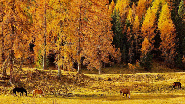 fall horse hoof care, horses grazing against autumn leaves