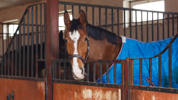 horse blankets