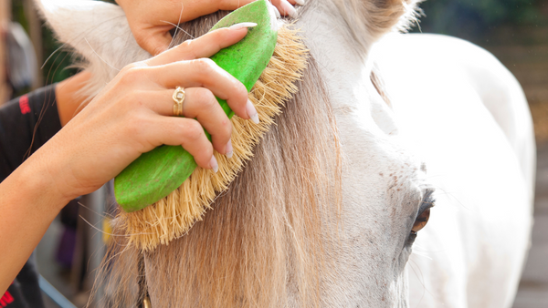 brushing the forelock before finishing the last horse mane braid