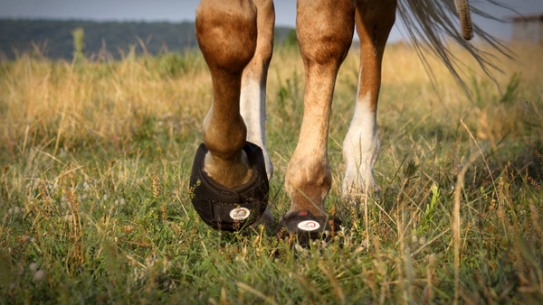 hoof boots for trail riding