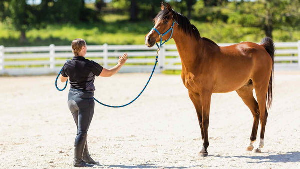 woman asking bay horse to back up, groundwork exercises for horses