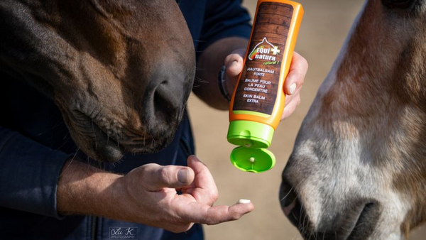 horses sniffing the equinatura natural horse care cooling gel