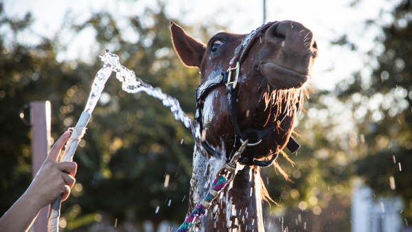 grumpy horse bath