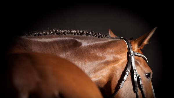 beautiful horse show braids on a chestnut hunter horse