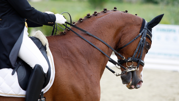 equestrian safety for english riders