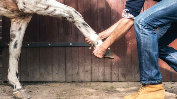 person stretching horses leg, groundwork exercises for horses