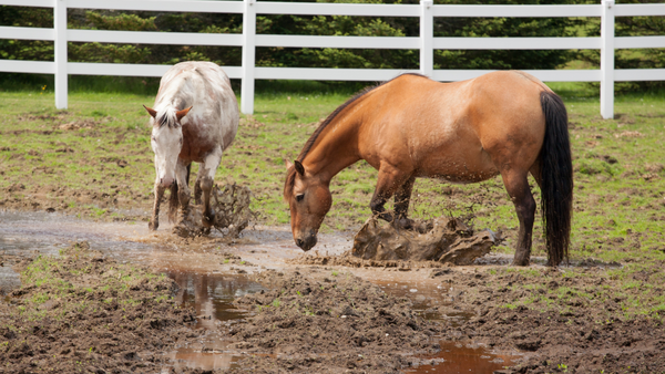 two horses pawing in a muddy hole in their pasture, horse grooming